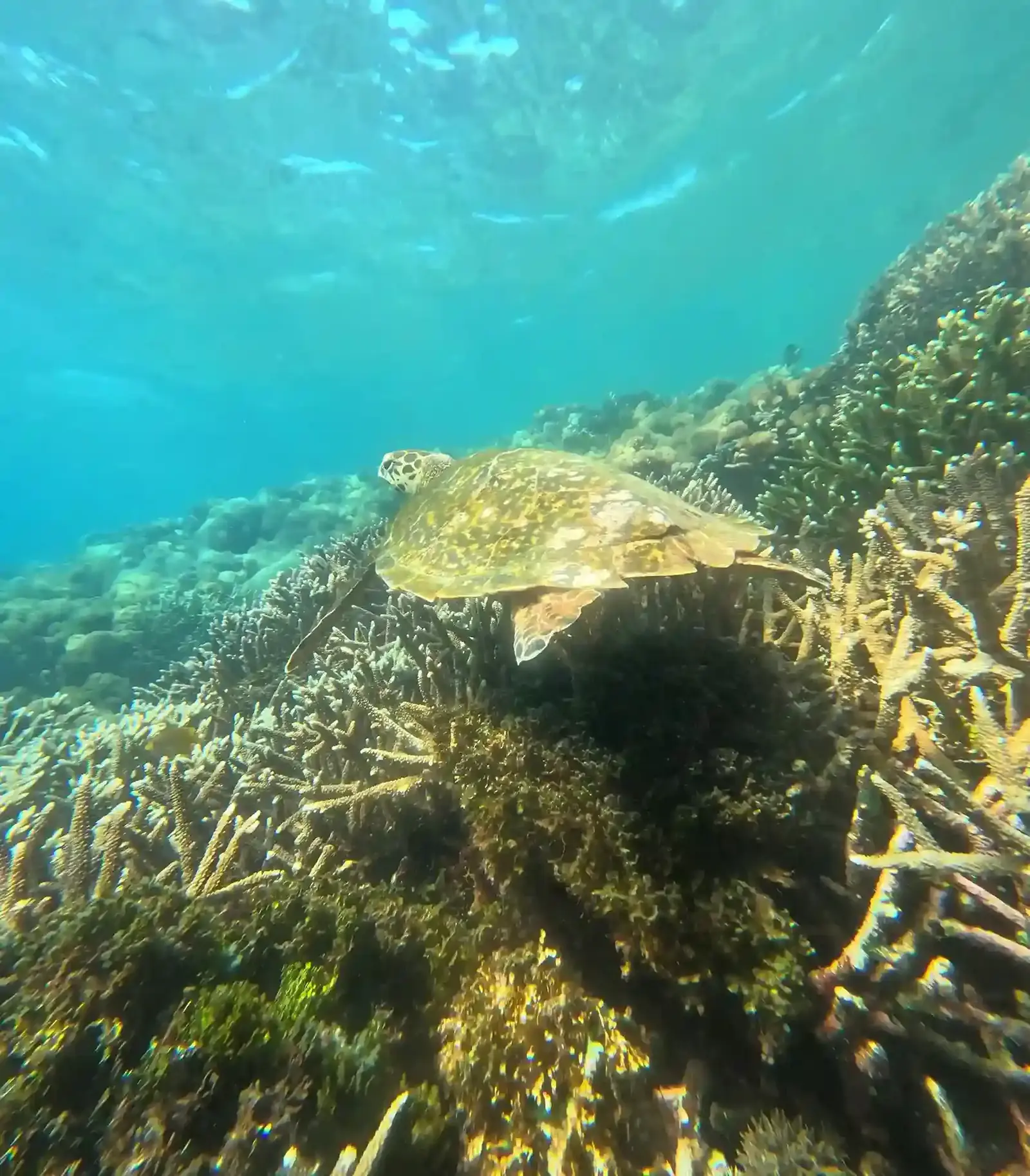 A turtle over the reef at Crystal Bay